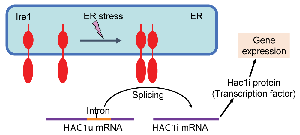 The UPR in S. cerevisiae cells Under non-stress conditions, the HAC1 mRNA (HAC1u) contains the intron sequence and is functionless. Upon ER stress, Ire1 is homo-associated to splice the HAC1u mRNA, yielding the HAC1i mRNA, which is translated to the Hac1i protein to induce gene expression for the UPR.