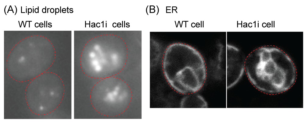 Fluorescence microscopic analysis of S. cerevisiae cells Wild-type S. cerevisiae cells (BY4742 (MATα, ura3, leu2, his3, lys2): WT cell) and their derivative carrying the HAC1i expression plasmid (Hac1i cell) were cultured in yeast standard synthetic complete (SC) medium at 30 °C and fluorescence microscopically observed. To generate the HAC1i expression plasmid, the HAC1i gene was cloned into the Tet-off vector pCM190...