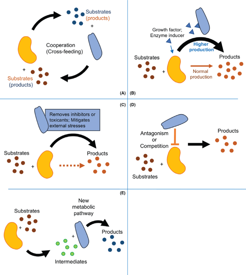 A Mini Review on Women’s Health, Focus on Menopause and Metabolic Challenges