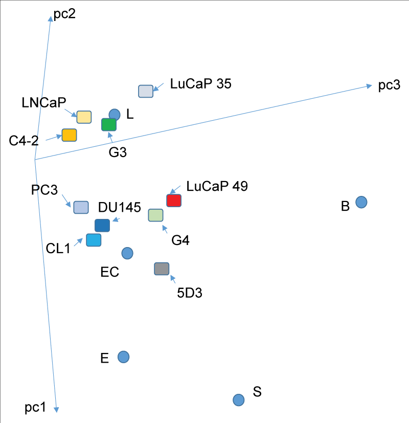 Prostate cancer cell types. In the PCA space, transcriptomes of the cancer cell types are displayed. One grouping is around the luminal cell datapoint (L) &ndash; LNCaP, C4-2, LuCaP 35 and G3. The other grouping is around the stem cell datapoint (EC) &ndash; PC3, DU145, CL1, LuCaP 49 and G4. 5D3 represents a possible prostate progenitor cell population sorted by antibody to ABCG2. No cancer cell type is close to the basal cell datapoint (B) even for the CD44 PC3 or CL1. C4-2 and CL1 are derivatives of LNCaP through growth without androgen. The lines labeled pc1, pc2 and pc3 are the principal components axes of the 3D plot (adapted from ref. 7).