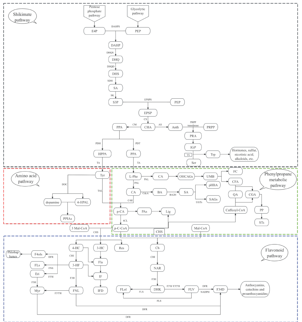 Comprehensive biosynthetic pathway network of plant polyphenols. The diagram illustrates three interconnected modules: (a) the shikimate pathway (upper, black dashed box) generating aromatic amino acid precursors; (b) the core phenylpropanoid pathway (middle, green dashed box) producing p-coumaroyl-CoA; (c) the amino acid pathway (middle, red dashed box); and (d) downstream branch pathways (lower, blue/red boxes) generating diverse polyphenol classes. Key rate-limiting enzymes are highlighted in bold. Abbreviations: DAHPS, 3-deoxy-D-arabino-heptulosonate-7-phosphate synthase; PAL, phenylalanine ammonia-lyase; CHS, chalcone synthase.