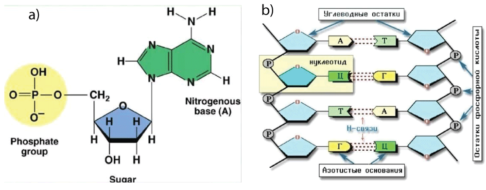 a) Composition, structure, and electronic bonds of a nucleotide; b) the sequence of nucleotide connections of the quantum‑wire type [<span class=